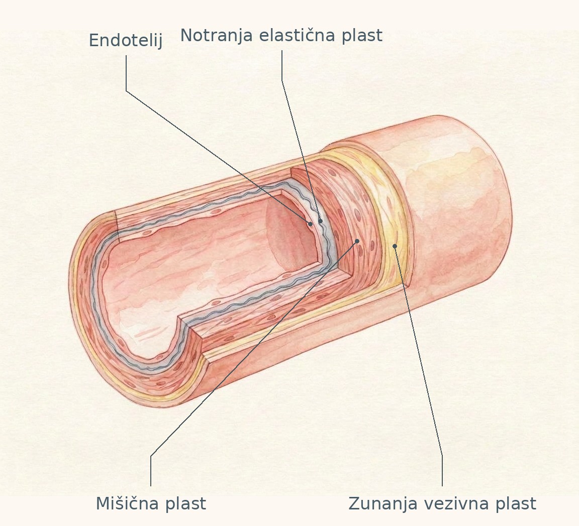 Povečan izrez normalne možganske arterije z endotelijem, notranjo elastično plastjo, mišično plastjo in zunanjo vezivno oporo.