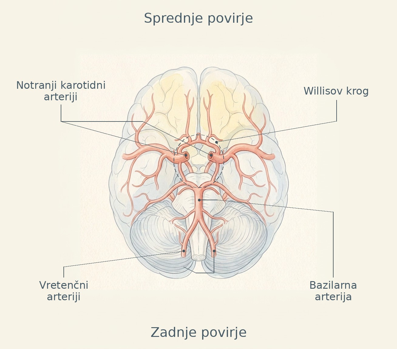 Možganske arterije na možganski bazi z Willisovim krogom ter označenim sprednjim in zadnjim povirjem.