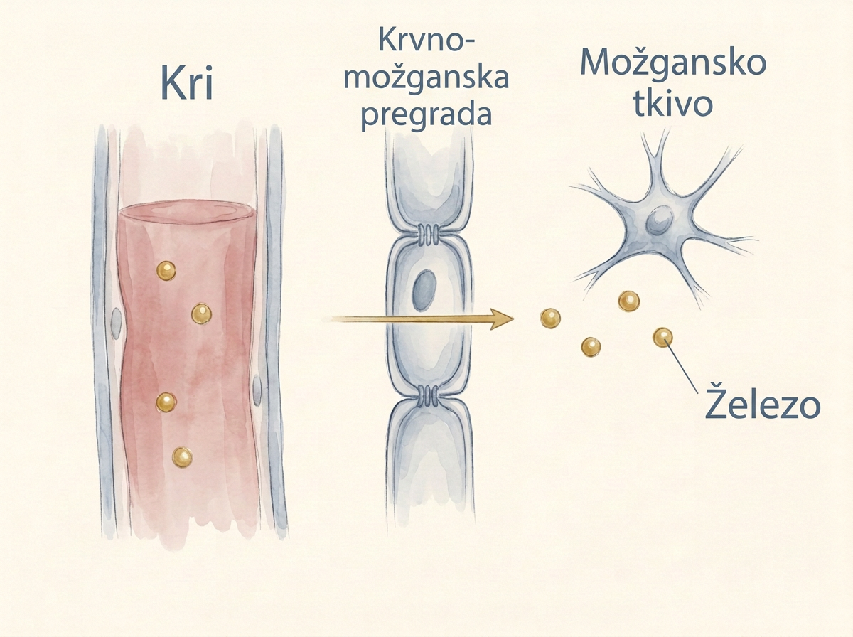 Ena shema prehoda železa iz krvi skozi krvno-možgansko pregrado v možgansko tkivo; zlati krogi označujejo železo.