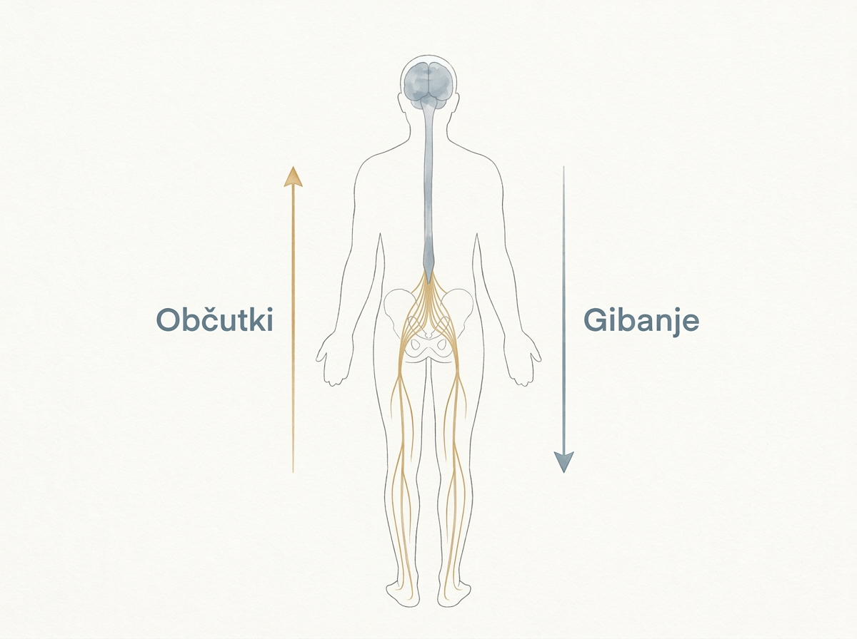Silhueta človeka z možgani, hrbtenjačo in živčnimi povezavami do nog; ločeni puščici prikazujeta občutke proti osrednjemu živčevju in gibanje proti nogam.